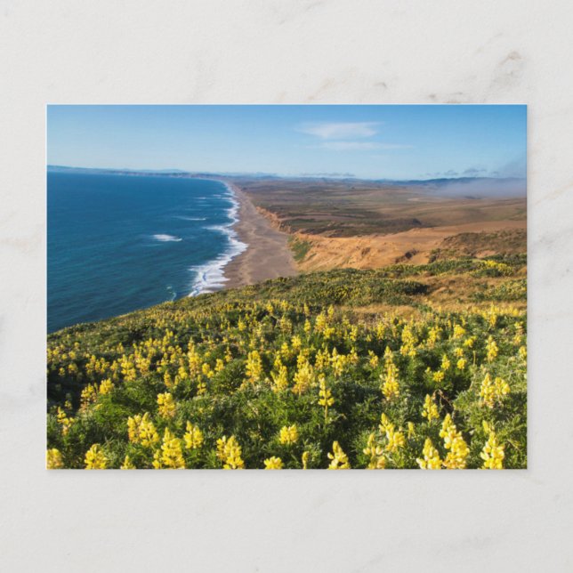 Yellow Lupine Above Point Reyes Beach At Point Postcard (Front)