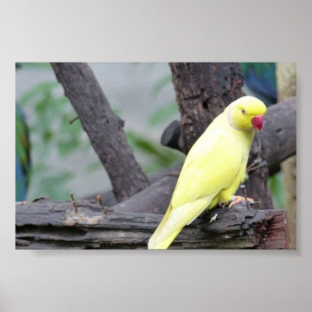 Yellow Lutino Ring Necked Parakeet in a tree Poster (Front)
