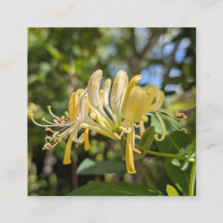 Yellow Macro Honeysuckle Square Business Card