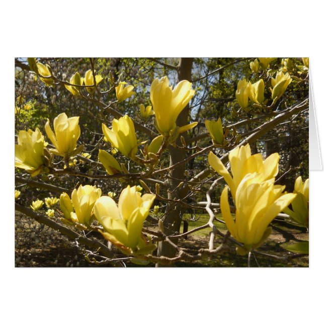 Yellow Magnolia Tree (Front Horizontal)
