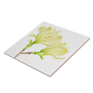 Yellow Magnolias on Ceramic Tile (1W)