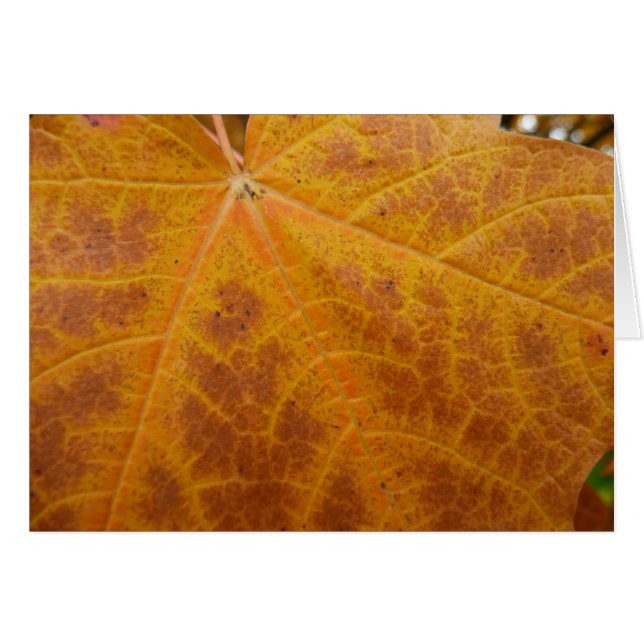 Yellow Maple Leaf Autumn Abstract Nature (Front Horizontal)