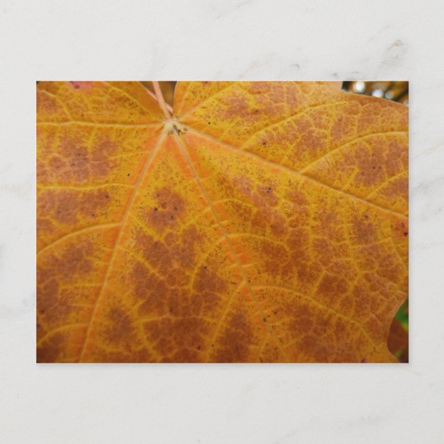 Yellow Maple Leaf Autumn Abstract Nature Postcard (Front)