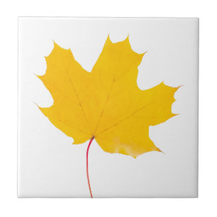 Yellow maple leaf on a white background tile