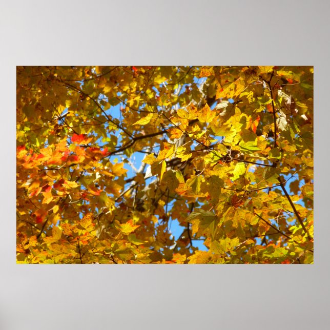 Yellow Maple Leaves and Blue Sky Poster (Front)