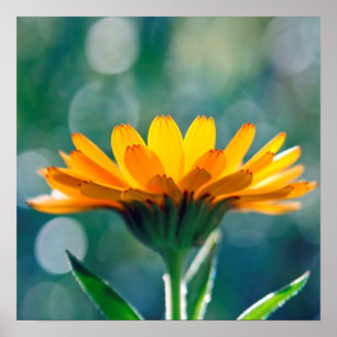 Yellow Mariglod Flower Petals in Sunlight Bokeh Poster