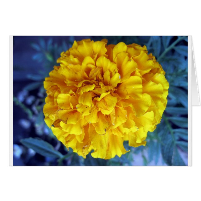 Yellow Marigold (Front Horizontal)