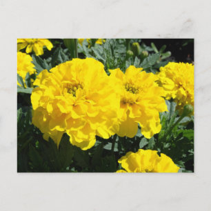 Yellow Marigold Flowers Postcard