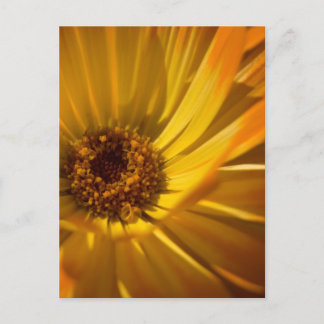 Yellow Marigold | Gelbe Ringelblume Postcard