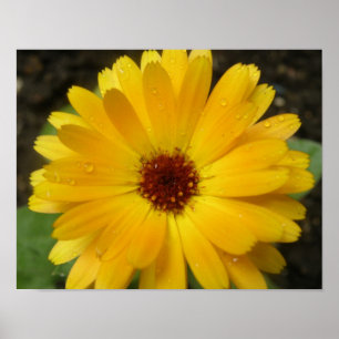 Yellow Marigold Macro Print