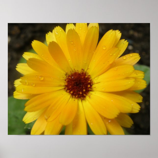 Yellow Marigold Macro Print (Front)