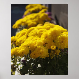Yellow marigolds bask in sunlight poster