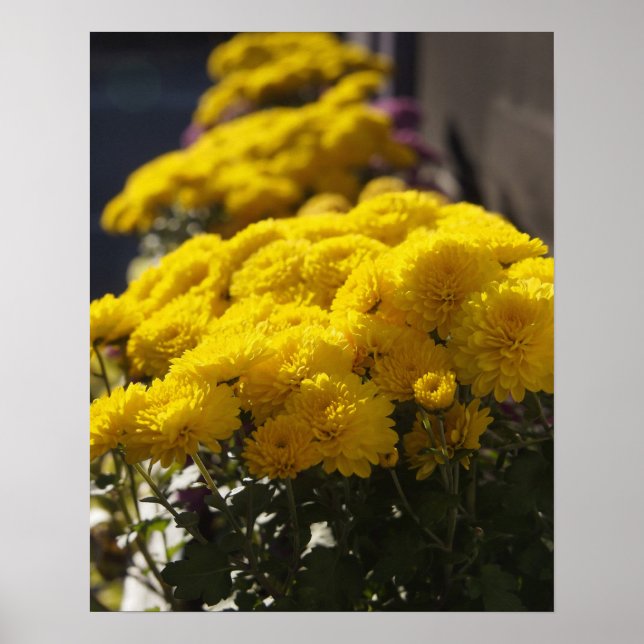 Yellow marigolds bask in sunlight poster (Front)