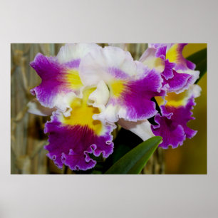 Yellow Maroon and White Orchid Poster