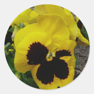 Yellow Mixed Pansy Classic Round Sticker