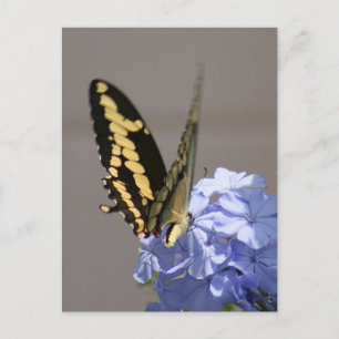 Yellow Monarch Photo Postcard