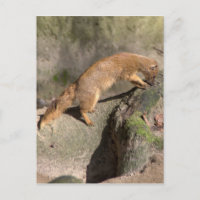 Yellow Mongoose