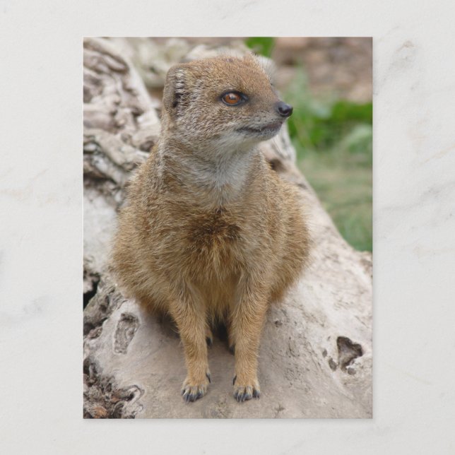 Yellow mongoose postcard (Front)