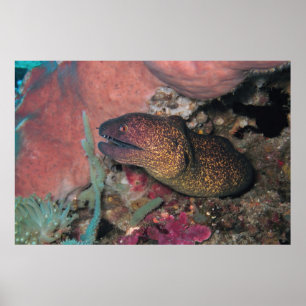 Yellow Moray Poster