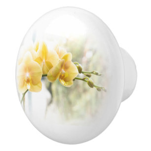 Yellow Moth Orchid in Sunshine Ceramic Knob