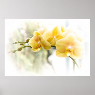 Yellow Moth Orchid in Sunshine Poster