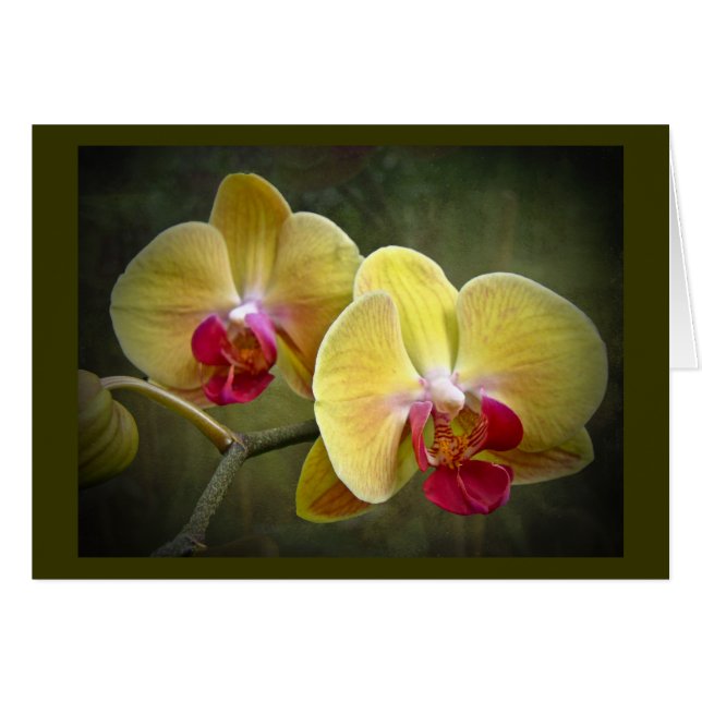 Yellow Moth Orchids - Phalaenopsis (Front Horizontal)