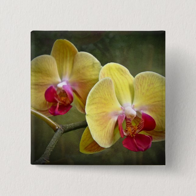 Yellow Moth Orchids - Phalaenopsis 15 Cm Square Badge (Front)