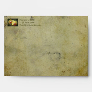 Yellow Moth Orchids - Phalaenopsis Envelopes