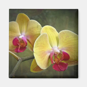 Yellow Moth Orchids - Phalaenopsis Magnet