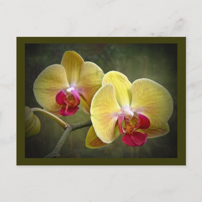 Yellow Moth Orchids - Phalaenopsis Postcard (Front)