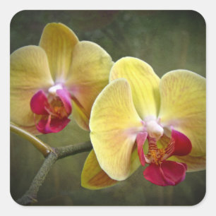 Yellow Moth Orchids - Phalaenopsis Square Sticker