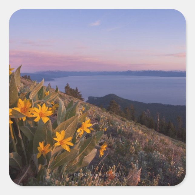 Yellow Mules Ear Flowers at Sunset Square Sticker (Front)