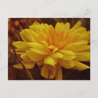Yellow Mum Postcard