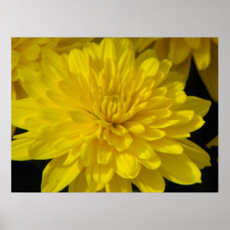 Yellow  Mum Poster