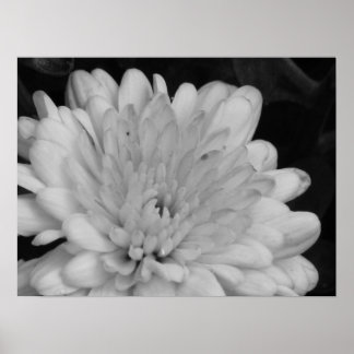 Yellow Mums Poster