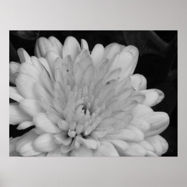 Yellow Mums Poster (Front)