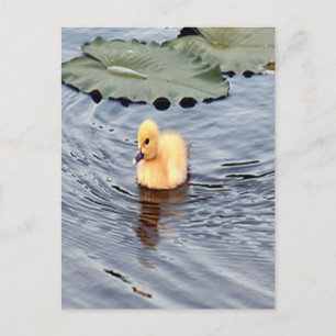 Yellow Muscovy Duckling Photo Postcard