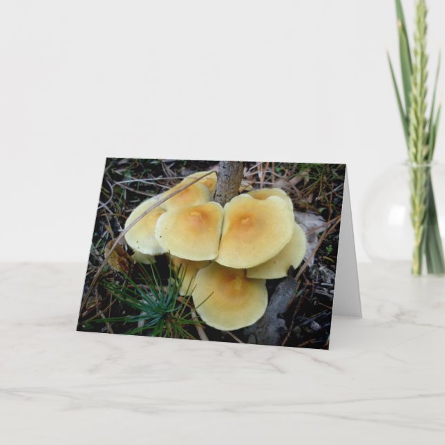 Yellow Mushroom Colony OBX Note Card (Front)