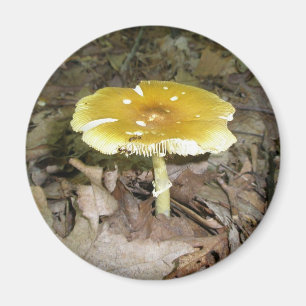 Yellow Mushroom Magnet