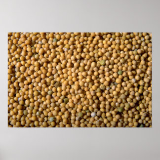 Yellow mustard seeds poster