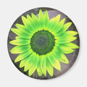 Yellow N Green Sunflower Magnet