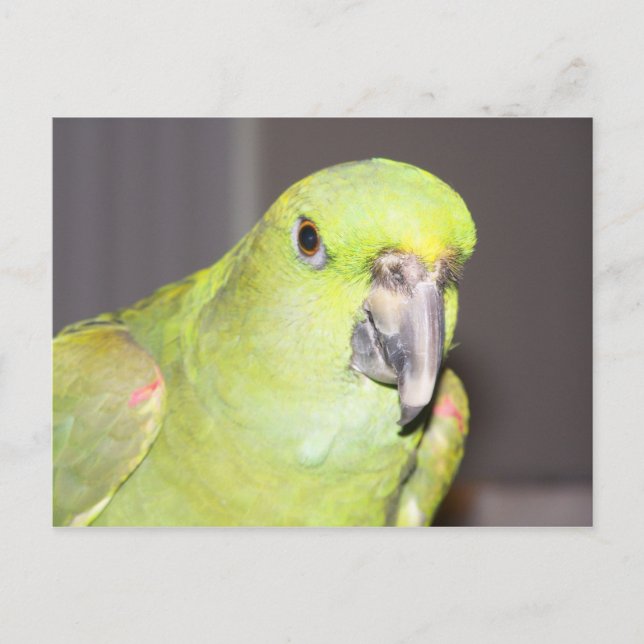 Yellow-Naped Amazon Parrot Postcard (Front)