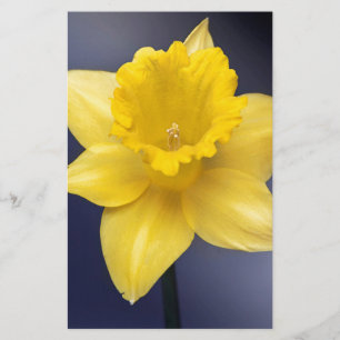 Yellow Narcissus Flower Floral watercolor paint Stationery