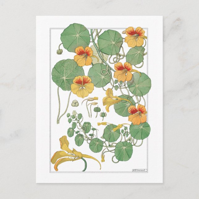 Yellow Nasturtiums | Antique Lithograph 1896 Postcard (Front)