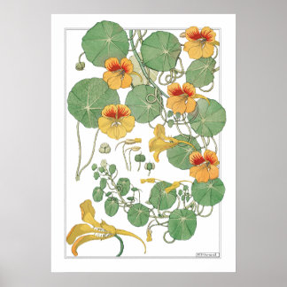 Yellow Nasturtiums | Antique Lithograph 1896 Poster
