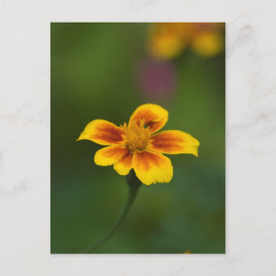 Yellow on green postcard