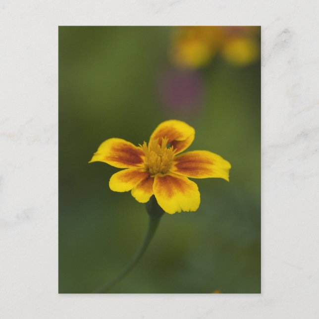 Yellow on green postcard (Front)