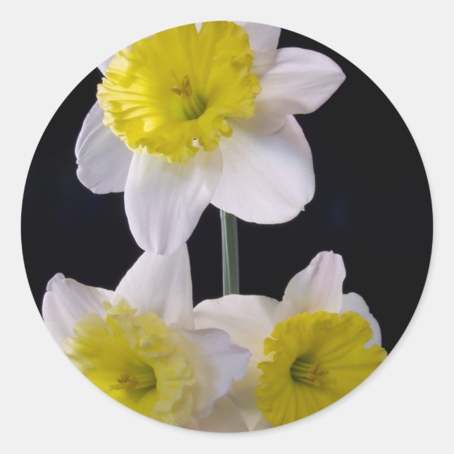 Yellow on White Daffodil Classic Round Sticker (Front)