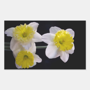 Yellow on White Daffodil Rectangular Sticker