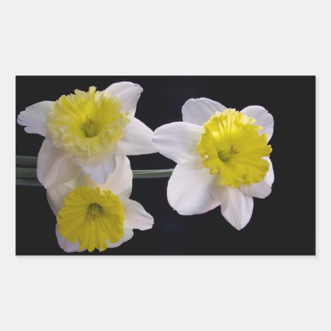 Yellow on White Daffodil Rectangular Sticker (Front)